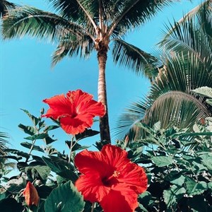 Hibiscus   nature hibiscus