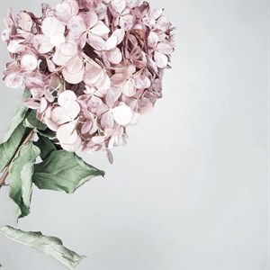    D R E S S B E R R Y     Дордой Европа 1 проход