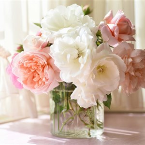    D R E S S B E R R Y     Дордой Европа 1 проход