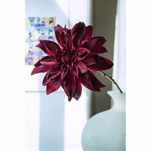    D R E S S B E R R Y     Дордой Европа 1 проход