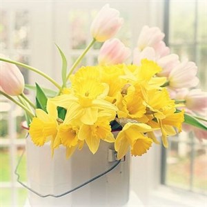    D R E S S B E R R Y     Дордой Европа 1 проход